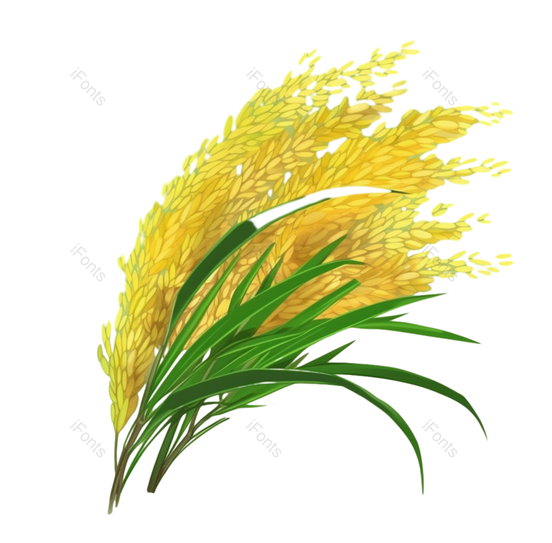 芒种图片,麦子元素,麦穗PNG,小麦免抠素材